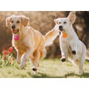 Pendentif Collier led collier chien chat lumière
