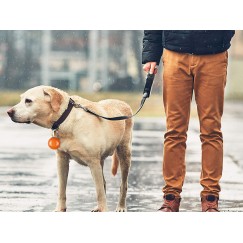 Pendentif Collier led collier chien chat lumière
