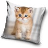 Cat pillowcase 40*40 cm