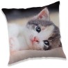 Cat Kitten decorative pillow 40x40 cm