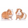 Animals Guinea Pig Guinea Pals Bath Towel, Beach Towel 70*140cm