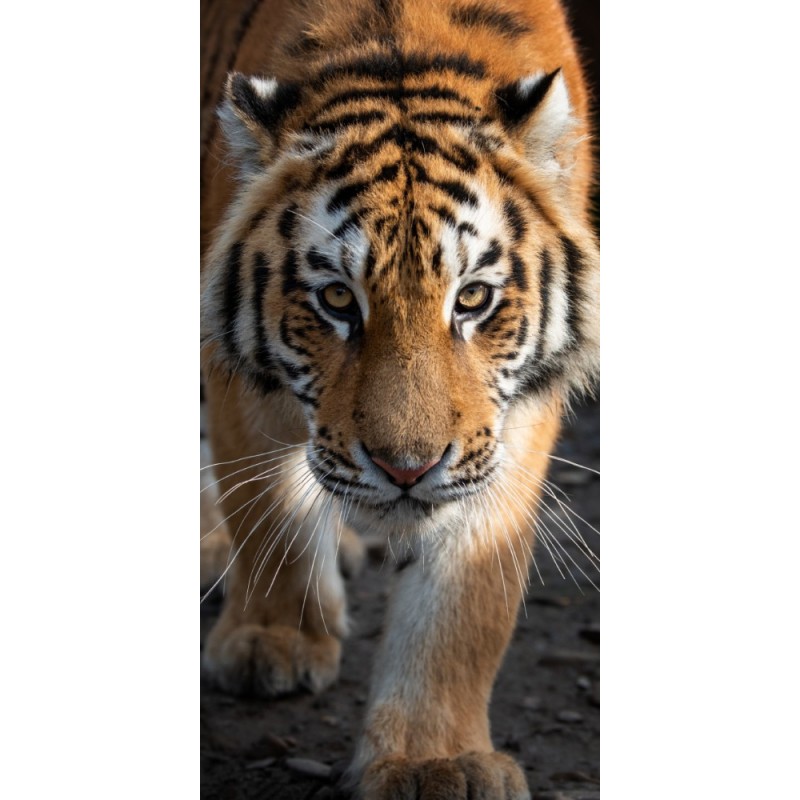 Tiger bath towel, beach towel 70*140cm