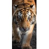 Tiger bath towel, beach towel 70*140cm